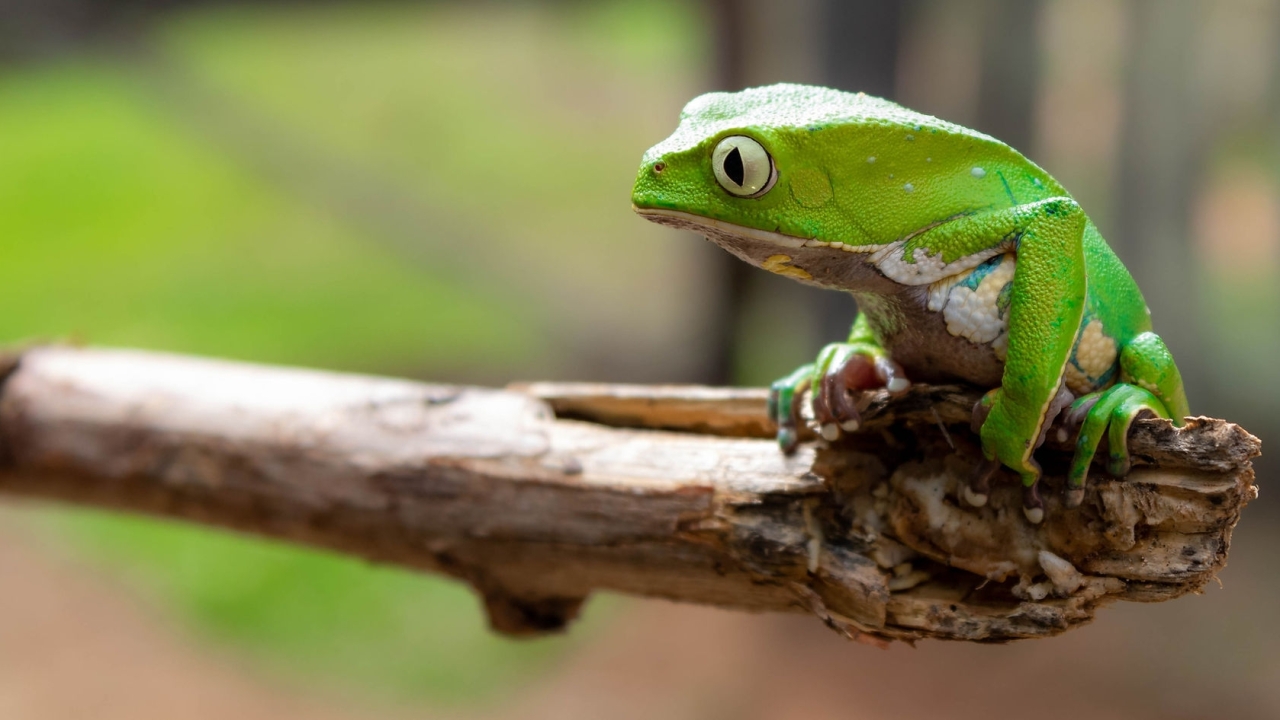 CINECO - Festival Internacional de Cine y Ecología (4ª edición)