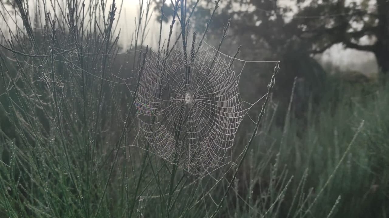 Humus Film Fest - X Festival de Cortos sobre Huerta y Ciudad